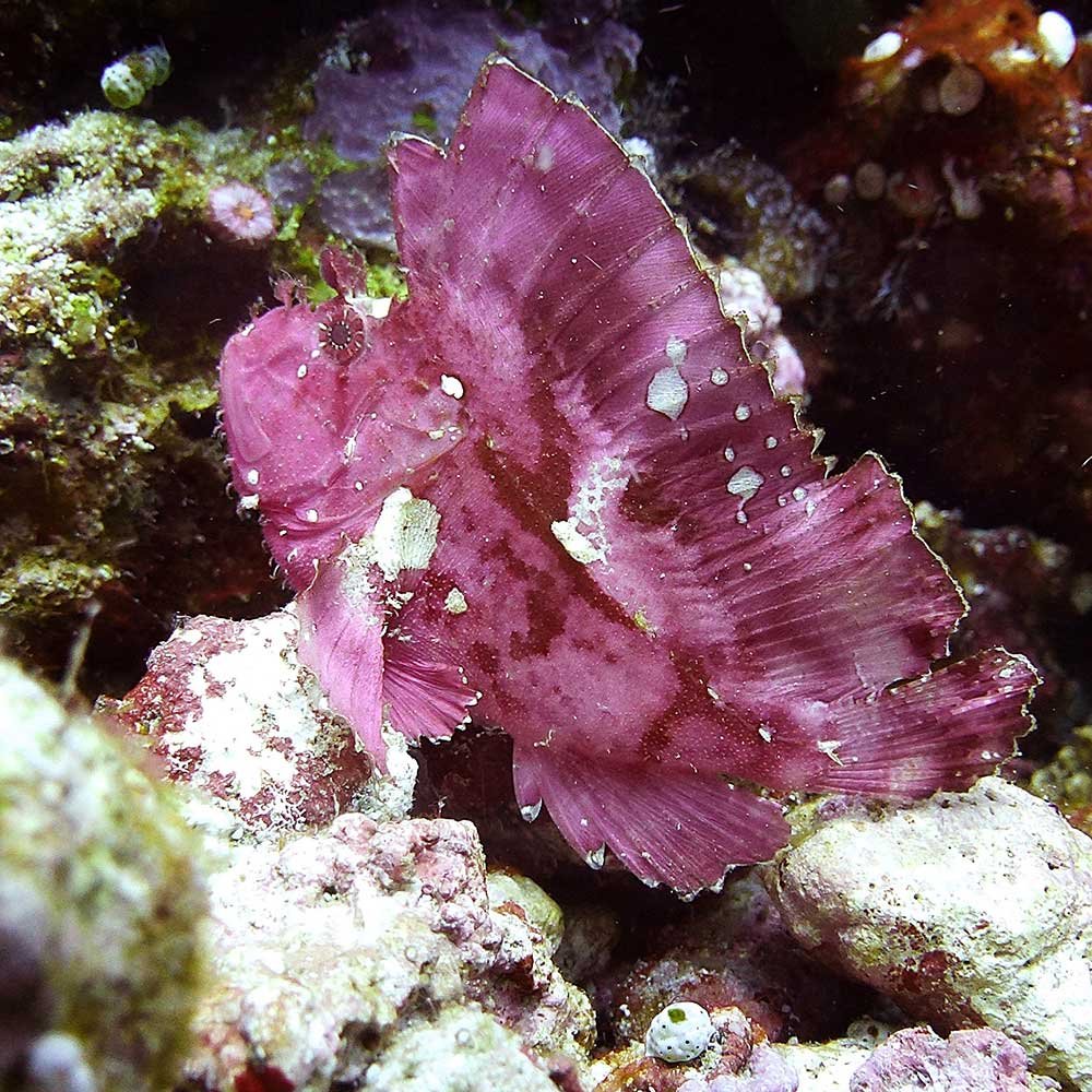 Taenianotus triacanthus - Leaf Scorpionfish