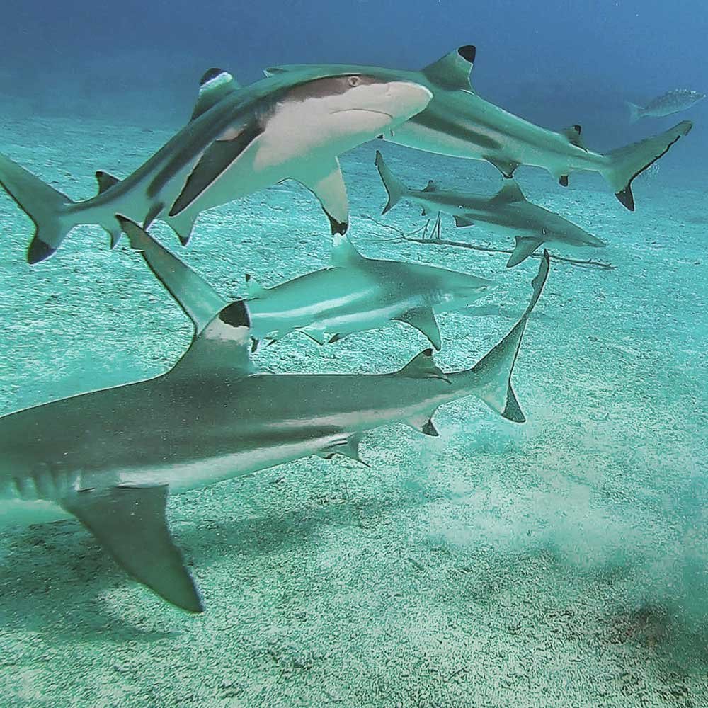 Sharks - Diving in Morotai, North Halmahera