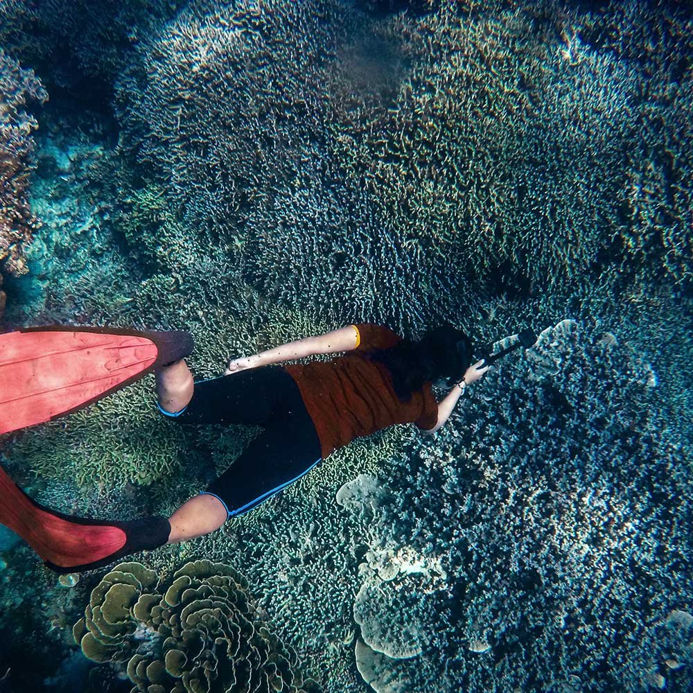 Snorkeling - Morotai, North Halmahera