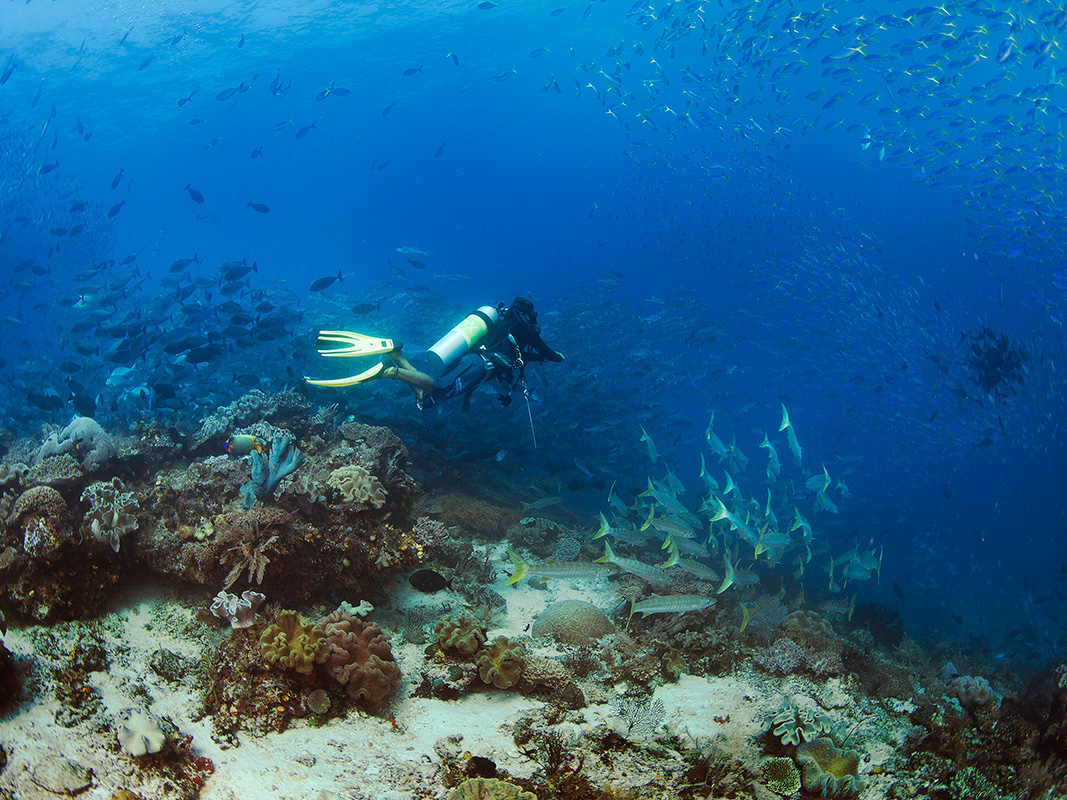 diving-raja-ampat-s