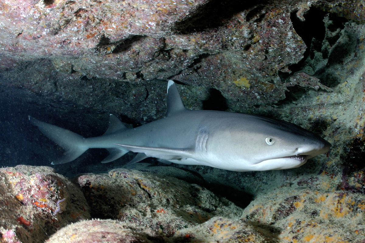 Diving in Morotai, North Maluku, Indonesia