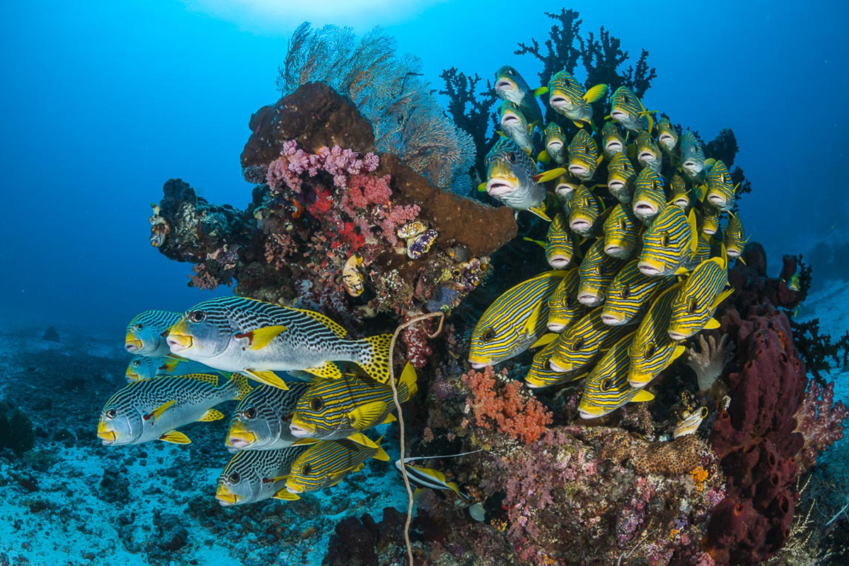 Diving in Morotai with Gangga Divers