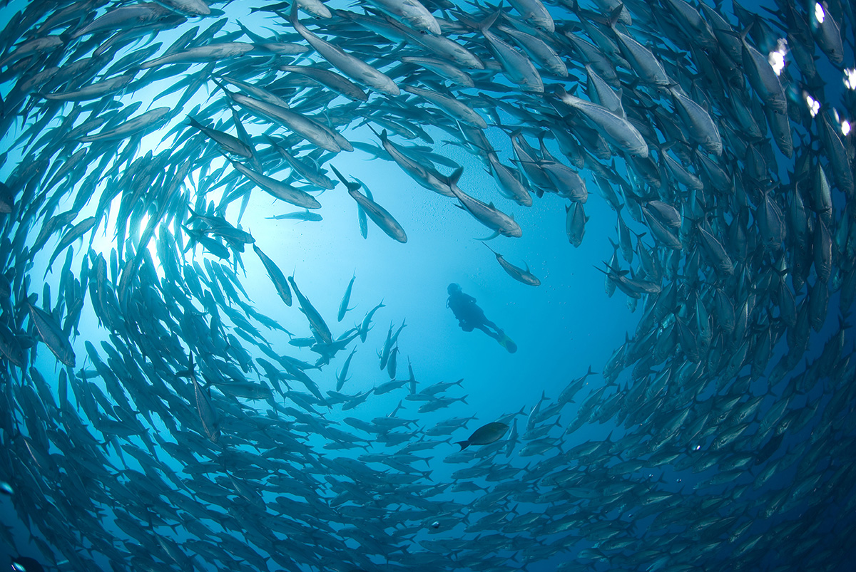 Meet the Marine Life Around Metita Resort