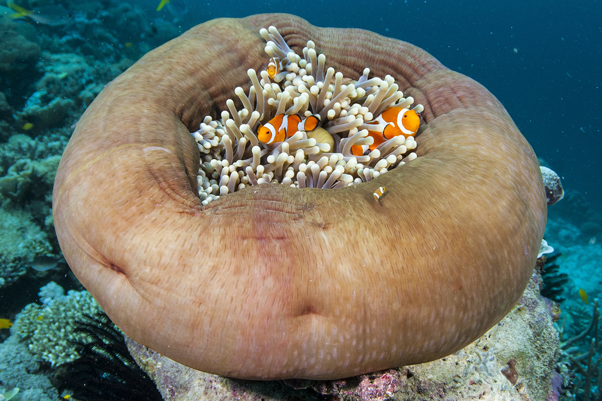 Meet the Marine Life Around Metita Resort