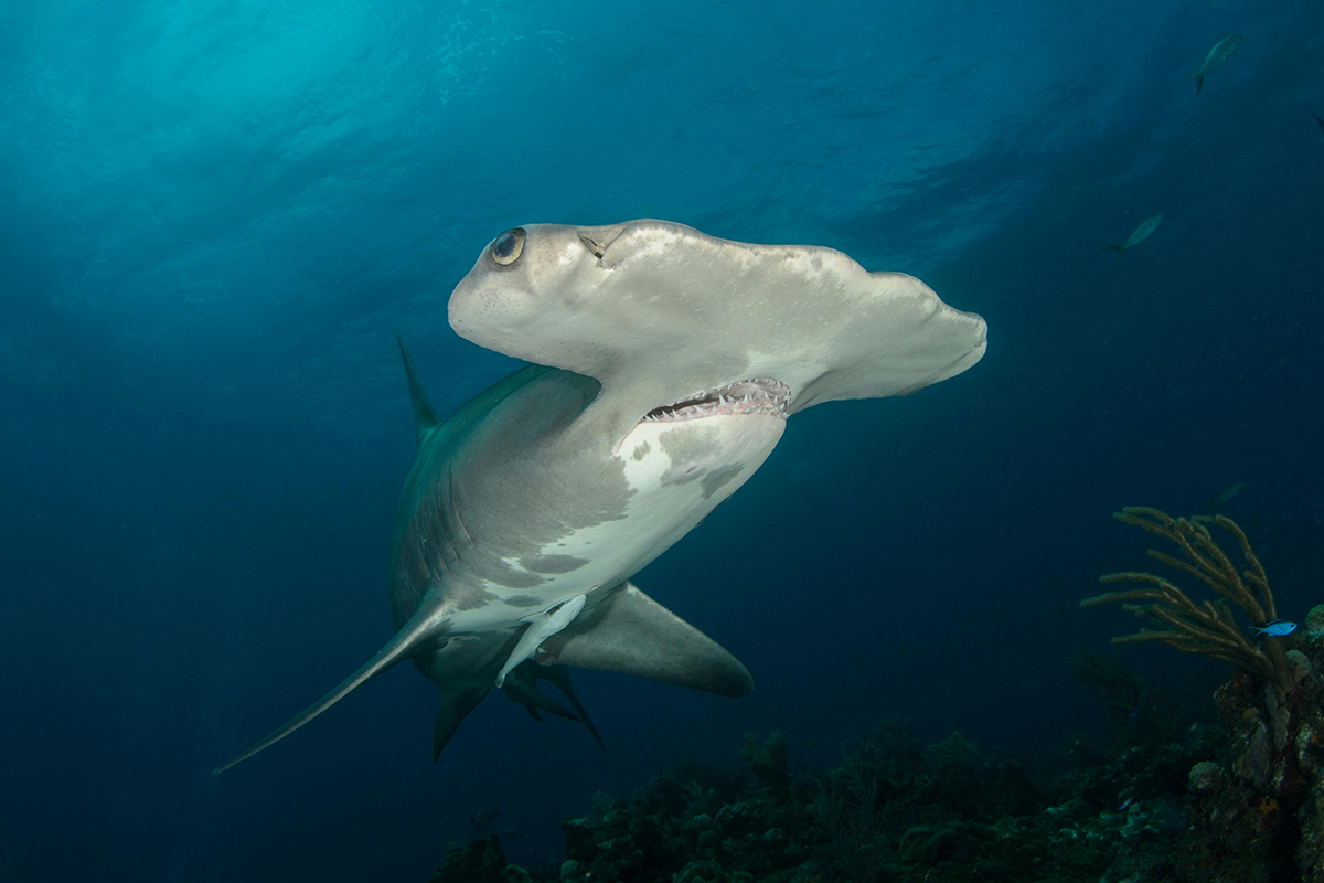 Diving with Hammerhead Sharks in Morotai