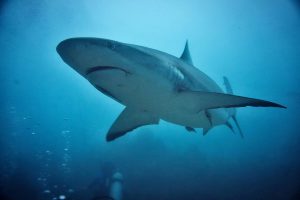 Thrilling Shark Diving at Metita Resort