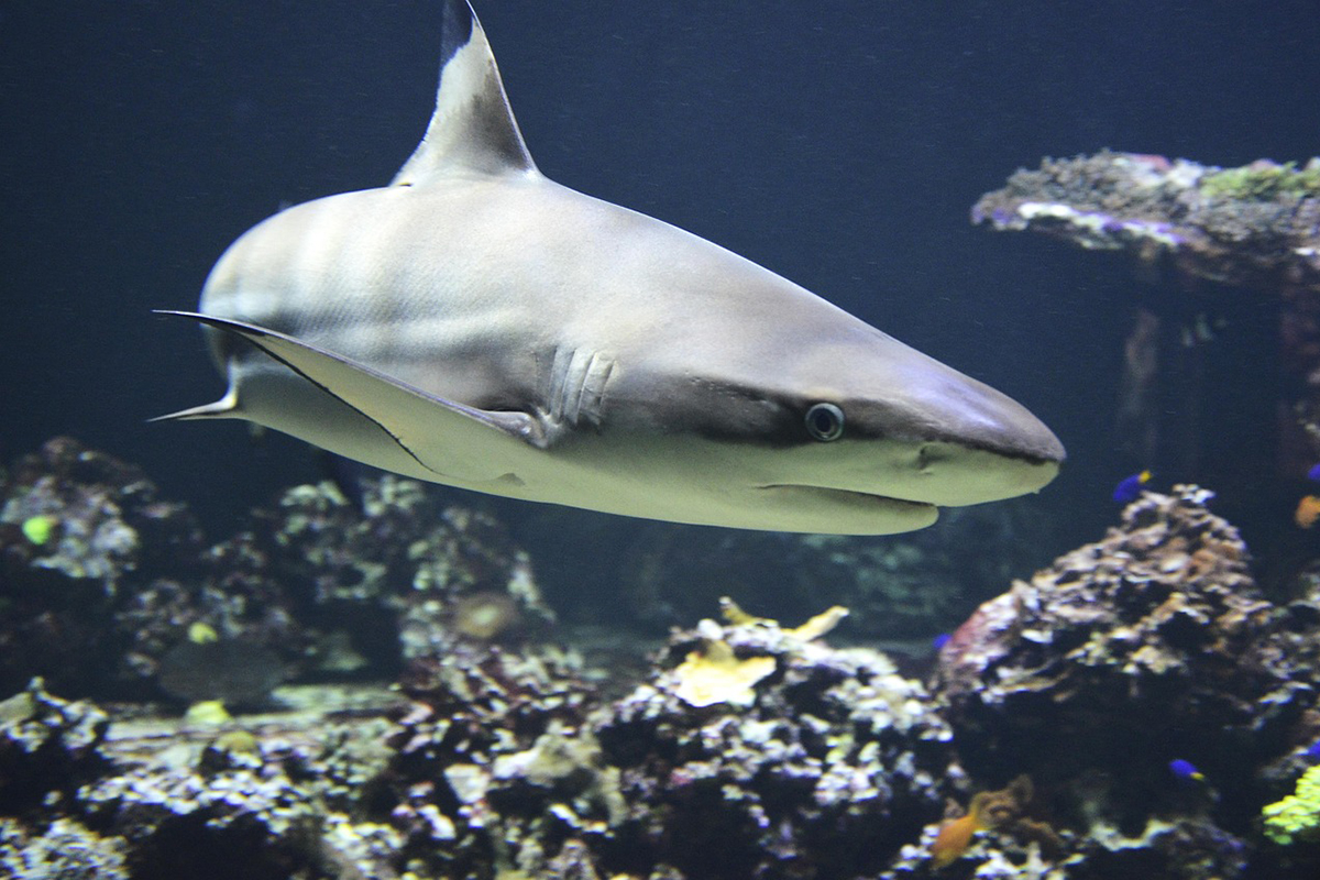 Diving with Backtip Reef Sharks in Morotai